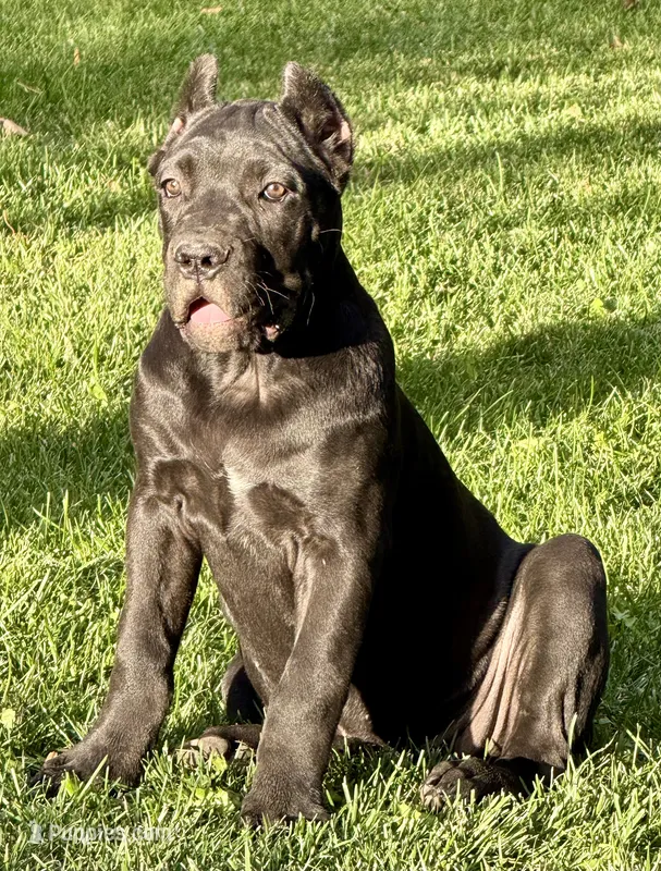 Ula – Cane Corso puppy for sale in Longmont, CO
