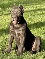 Ula, a female Cane Corso for sale in Longmont, CO – 1 of 10