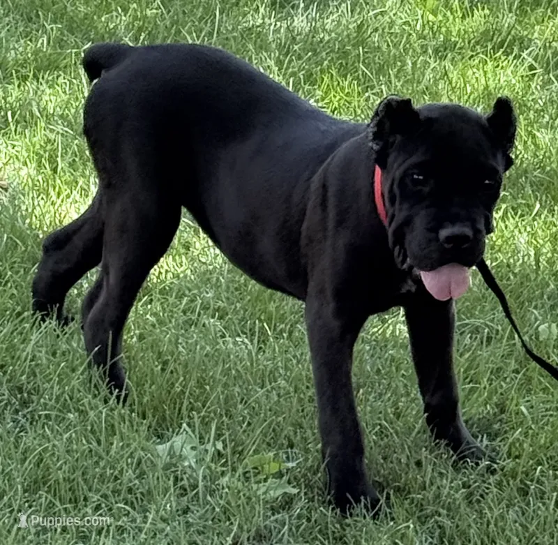 Nola – Cane Corso puppy for sale in Longmont, CO