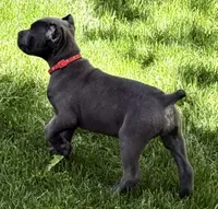 Niomi, a female Cane Corso for sale in Longmont, CO – 4 of 10