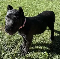 Harlow, a female Cane Corso for sale in Longmont, CO – 7 of 10