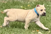 Von, a male Cane Corso for sale in Longmont, CO – 4 of 10
