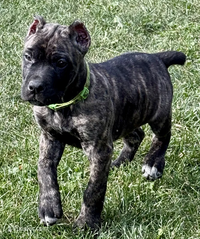 Marbles – Cane Corso puppy for sale in Longmont, CO