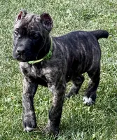 Marbles, a female Cane Corso for sale in Longmont, CO – 1 of 10