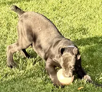 Ula, a female Cane Corso for sale in Longmont, CO – 10 of 10