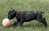 Maybel, a female Cane Corso for sale in Longmont, CO – 4 of 10