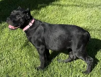 Harlow, a female Cane Corso for sale in Longmont, CO – 9 of 10