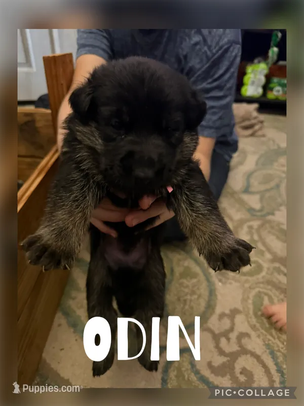 Odin  – German Shepherd Dog puppy for sale in Merkel, TX