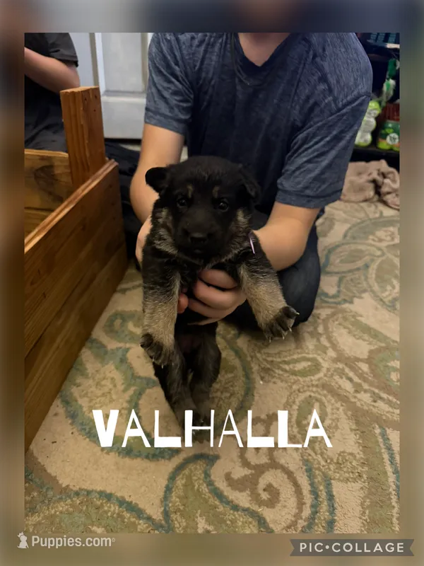 Vahalla  – German Shepherd Dog puppy for sale in Merkel, TX