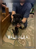 Vahalla , a female German Shepherd Dog for sale in Merkel, TX – 1 of 1