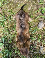 Annie , a female Miniature Dachshund for sale in Hartville, MO – 5 of 10