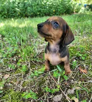 Bindi, a female Miniature Dachshund for sale in Hartville, MO – 4 of 10