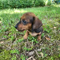 Bindi, a female Miniature Dachshund for sale in Hartville, MO – 5 of 10
