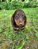 Willow, a female Miniature Dachshund for sale in Hartville, MO – 10 of 10