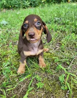 Wilbur, a male Miniature Dachshund for sale in Hartville, MO – 10 of 10