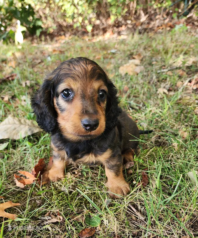 Gus – Miniature Dachshund puppy for sale in Hartville, MO