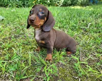 Wendy, a female Miniature Dachshund for sale in Hartville, MO – 6 of 10
