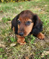 Duke, a male Miniature Dachshund for sale in Hartville, MO – 3 of 10