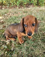 Dax, a male Miniature Dachshund for sale in Hartville, MO – 3 of 10