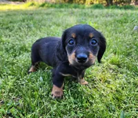 Rosie , a female Miniature Dachshund for sale in Hartville, MO – Photo 3 of 9