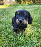 Rosie , a female Miniature Dachshund for sale in Hartville, MO – Photo 1 of 9