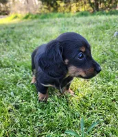 Rosie , a female Miniature Dachshund for sale in Hartville, MO – Photo 8 of 9