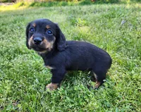 Rosie , a female Miniature Dachshund for sale in Hartville, MO – Photo 5 of 9
