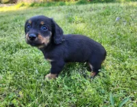 Rosie , a female Miniature Dachshund for sale in Hartville, MO – Photo 6 of 9