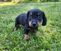 Rosie , a female Miniature Dachshund for sale in Hartville, MO – Photo 4 of 9