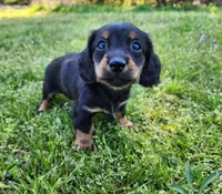 Rosie , a female Miniature Dachshund for sale in Hartville, MO – Photo 2 of 9