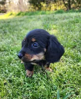 Rosie , a female Miniature Dachshund for sale in Hartville, MO – Photo 7 of 9