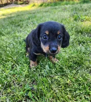 Rosie , a female Miniature Dachshund for sale in Hartville, MO – Photo 9 of 9
