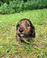Apollo , a male Miniature Dachshund for sale in Hartville, MO – 3 of 10