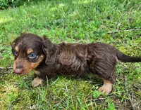 Alfie, a male Miniature Dachshund for sale in Hartville, MO – 2 of 10