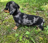 Buffy, a female Miniature Dachshund for sale in Hartville, MO – 2 of 10