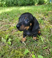 Boomer , a male Miniature Dachshund for sale in Hartville, MO – 8 of 10
