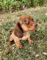 Eli , a male Miniature Dachshund for sale in Hartville, MO – 5 of 9