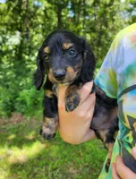Alice , a female Miniature Dachshund for sale in Hartville, MO – 1 of 10