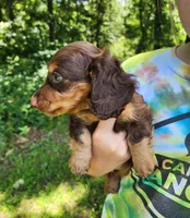 Alfie, a male Miniature Dachshund for sale in Hartville, MO – 4 of 10