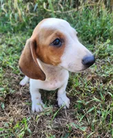 Ike, a male Miniature Dachshund for sale in Hartville, MO – 5 of 10