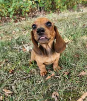 Charlie, a male Miniature Dachshund for sale in Hartville, MO – 9 of 10