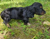 Alice , a female Miniature Dachshund for sale in Hartville, MO – 3 of 10