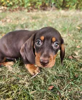 Felix, a male Miniature Dachshund for sale in Hartville, MO – 2 of 10
