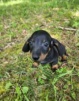 Boomer , a male Miniature Dachshund for sale in Hartville, MO – 6 of 10