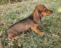 Dax, a male Miniature Dachshund for sale in Hartville, MO – 5 of 10