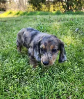 Rico, a male Miniature Dachshund for sale in Hartville, MO – Photo 7 of 10
