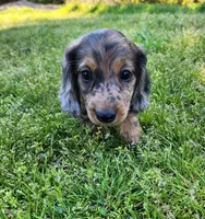 Rico, a male Miniature Dachshund for sale in Hartville, MO – Photo 9 of 10