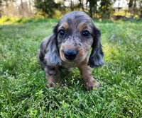 Rico, a male Miniature Dachshund for sale in Hartville, MO – Photo 2 of 10