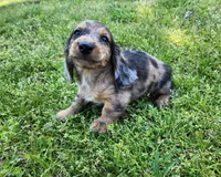 Rico, a male Miniature Dachshund for sale in Hartville, MO – Photo 5 of 10