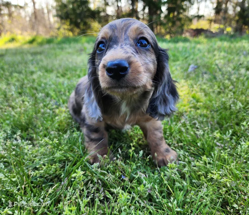 Rico – Miniature Dachshund puppy for sale in Hartville, MO